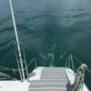 Custom Custom 62 PARATY - Image 33